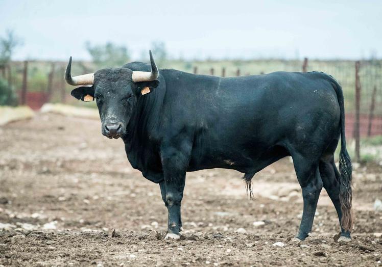 Astado que se lidiará en la final de Ávila.