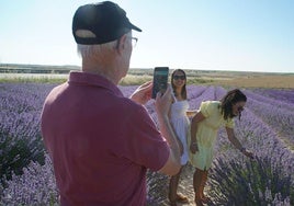 Imagen de archivo de turistas en campos de lavanda de Tiedra.