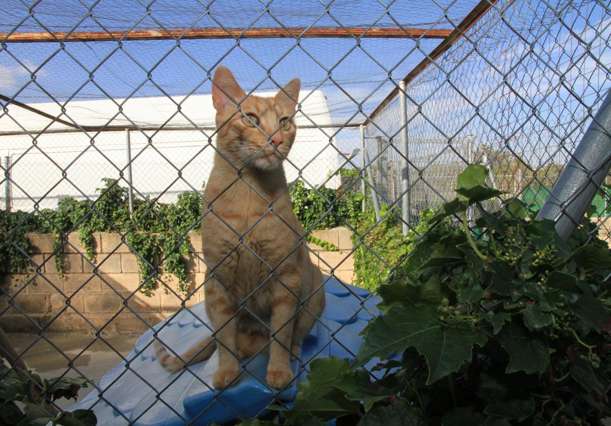 Un gato de la Asociación para la Defensa de los Animales