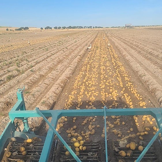 Arranque de patatas esta semana en Honcalada.