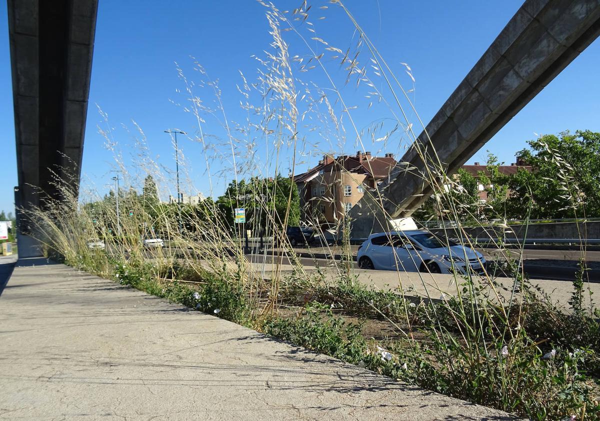 Imagen principal - Malas hierbas en la base de las velas del puente (arriba), el carril bici (debajo, a la izquierda) y delante de los focos (derecha).