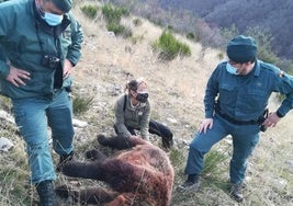 Dos guardias civiles y una especialista en conservación de osos, junto al ejemplar abatido en 2020.