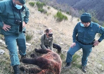 Confirman dos años de cárcel y 17.500 euros de multa al cazador que mató una osa en Palencia