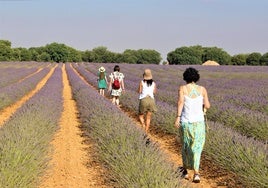 Turistas, en uno de los campos de lavanda que hacen de Tiedra un lugar muy atractivo en primavera.