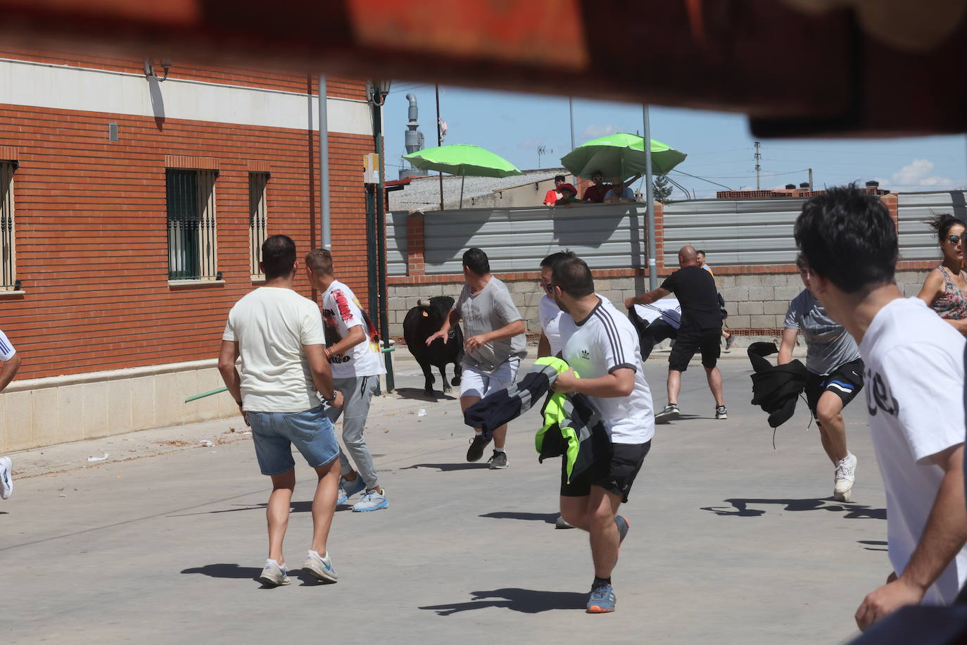 El segundo encierro de las fiestas de Matapozuelos, en imágenes