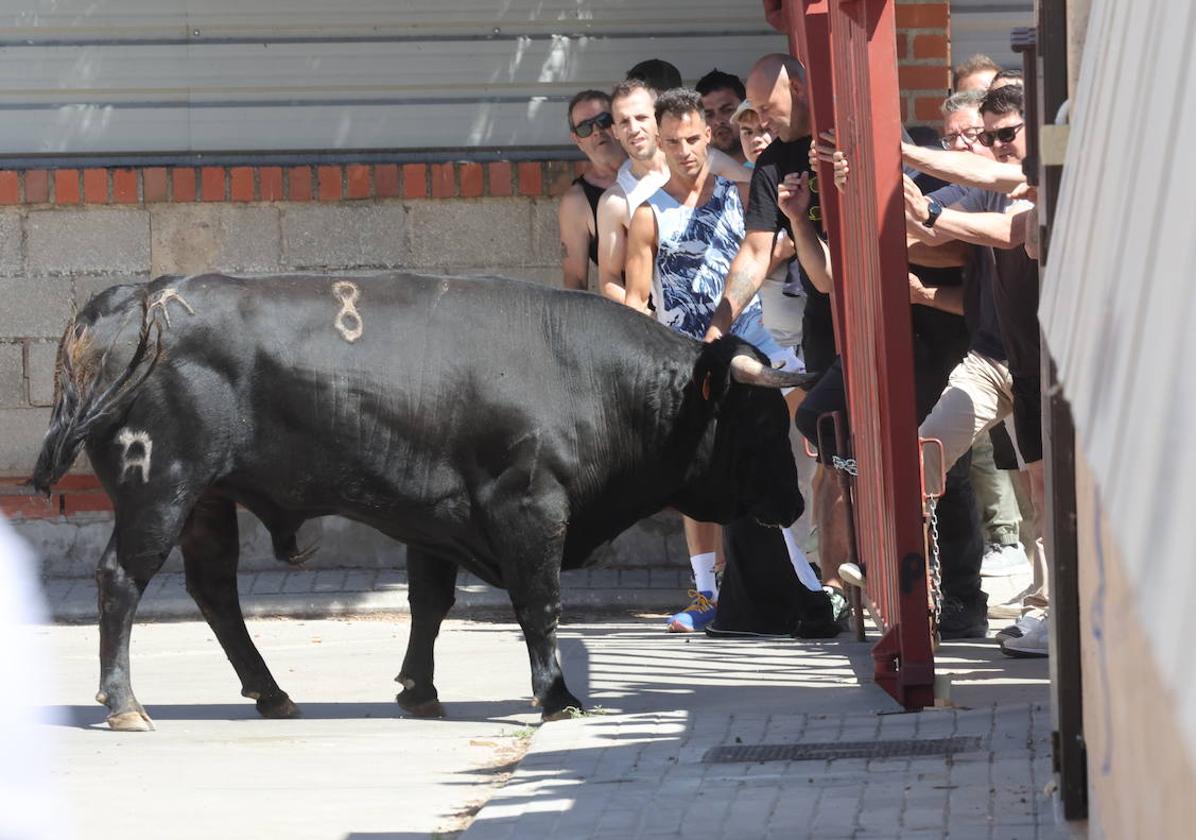 Encierro este sábado por la mañana en Matapozuelos.