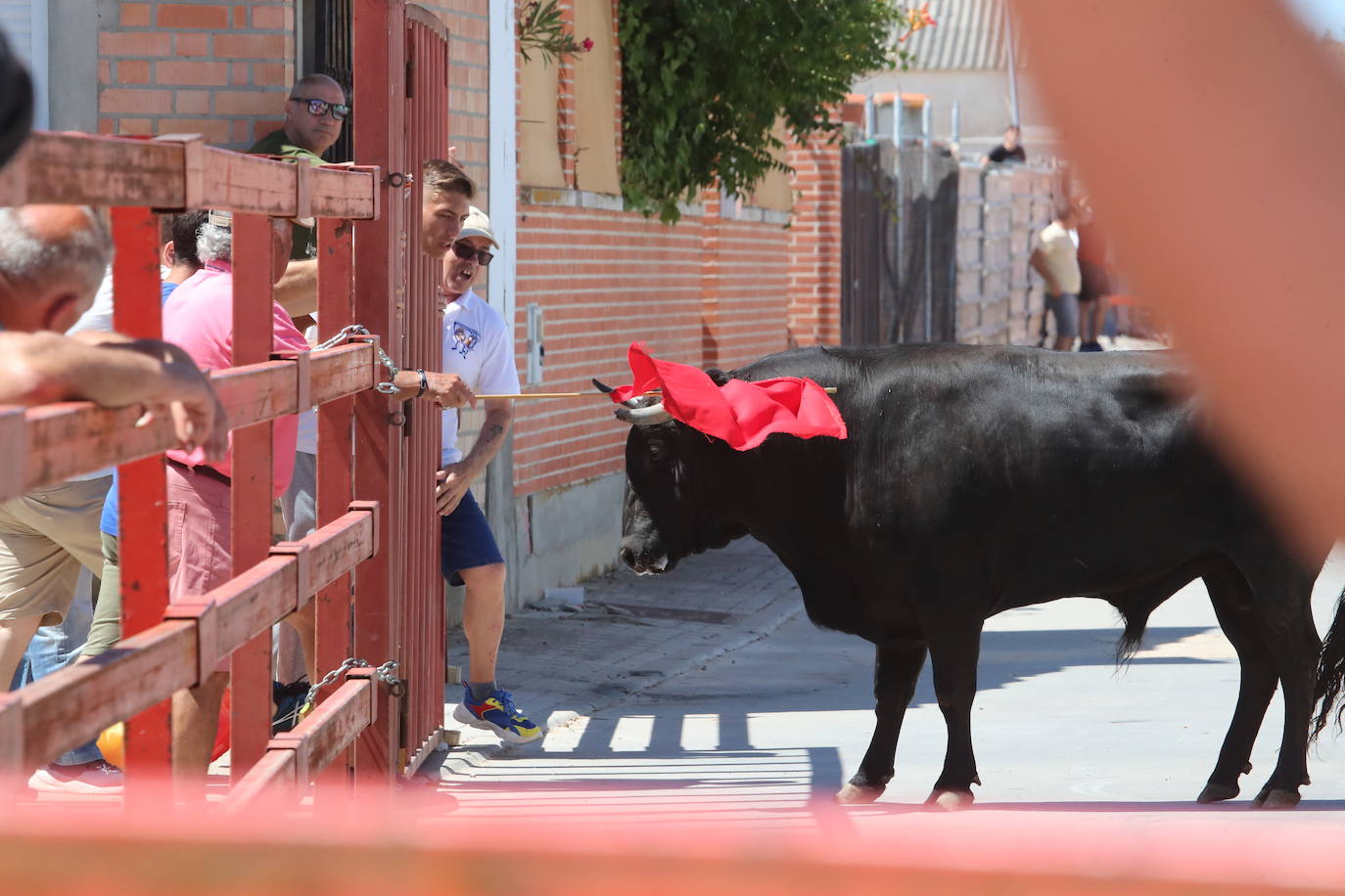 El segundo encierro de las fiestas de Matapozuelos, en imágenes