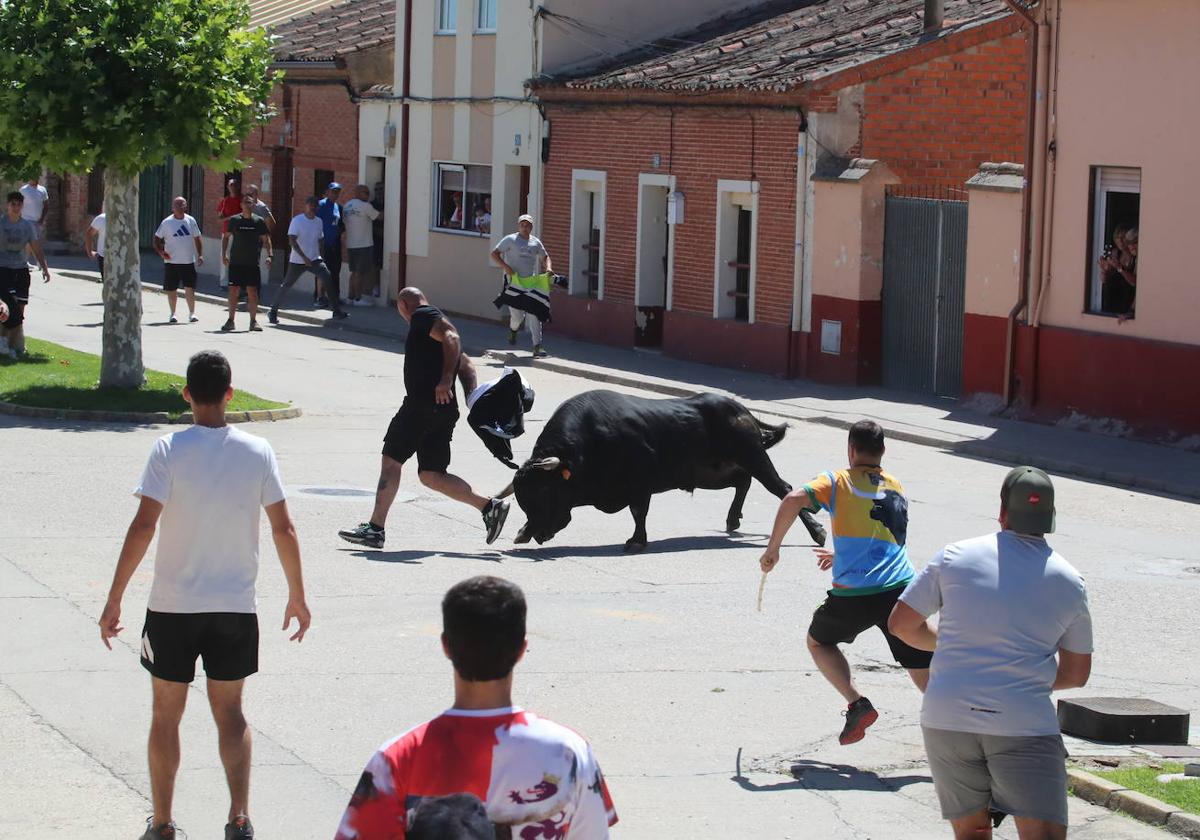 El segundo encierro de las fiestas de Matapozuelos, en imágenes