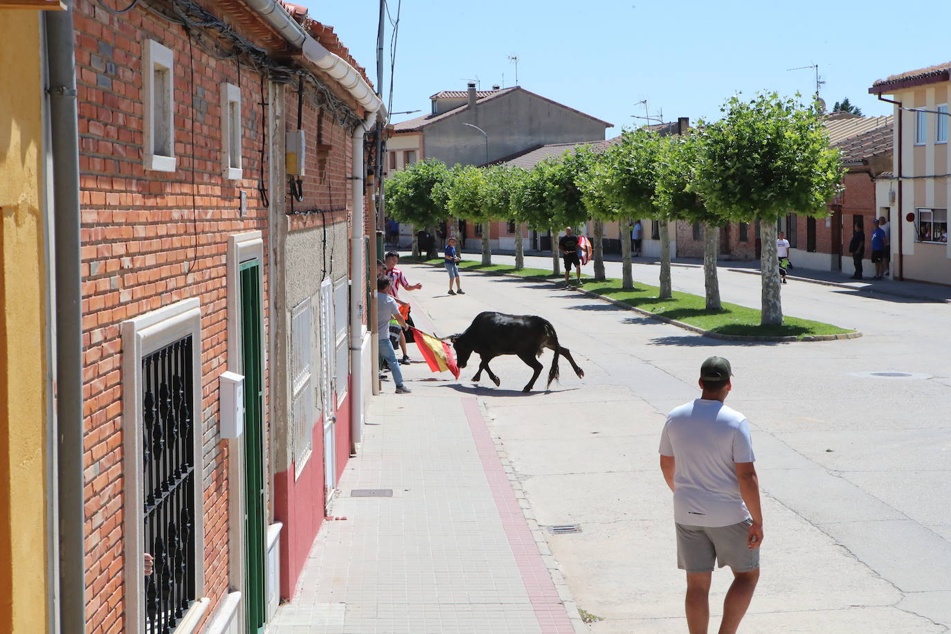 El segundo encierro de las fiestas de Matapozuelos, en imágenes