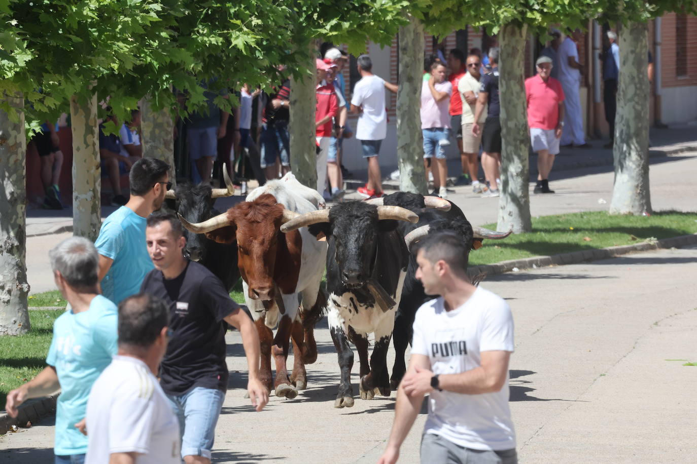 Encierro matinal de la jornada del domingo en Matapozuelos (Valladolid)