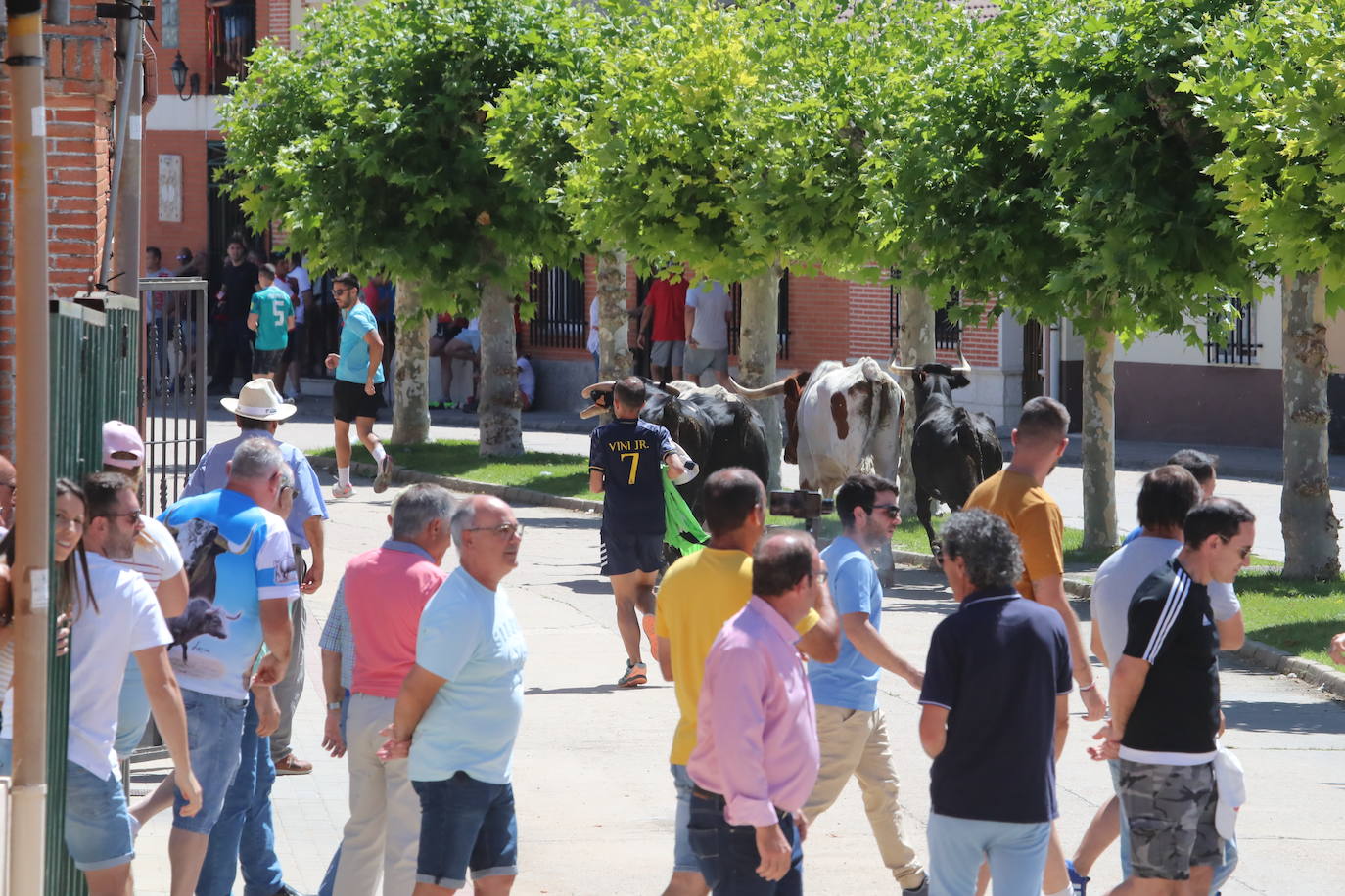 Encierro matinal de la jornada del domingo en Matapozuelos (Valladolid)