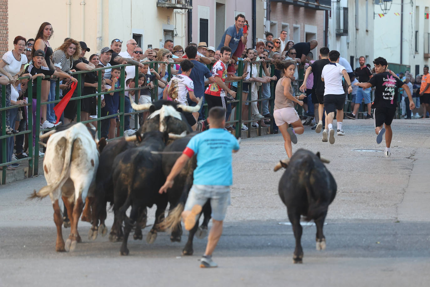 El sexto encierro de las fiestas de Santa Marina en Cigales, en imágenes