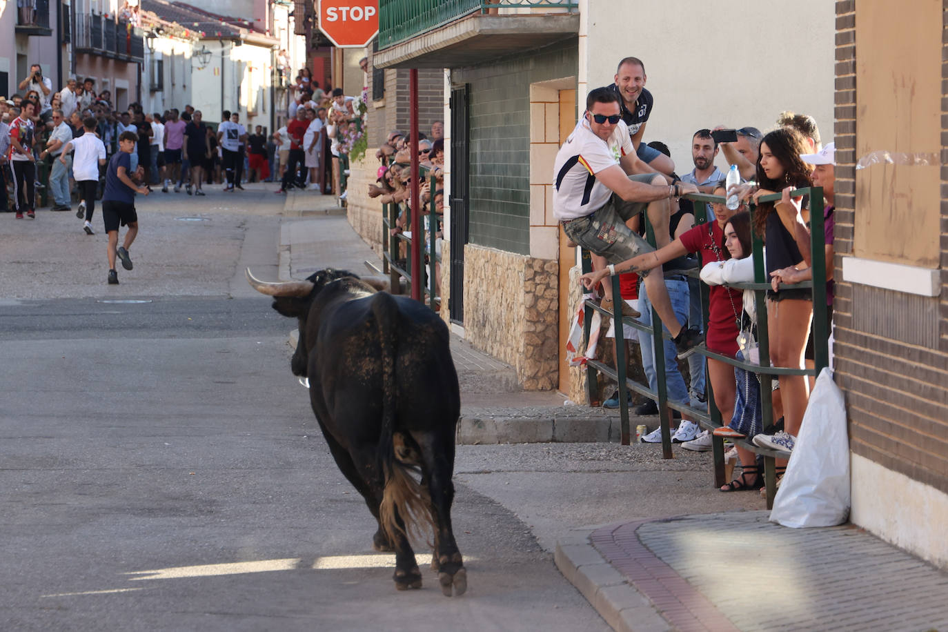 El sexto encierro de las fiestas de Santa Marina en Cigales, en imágenes