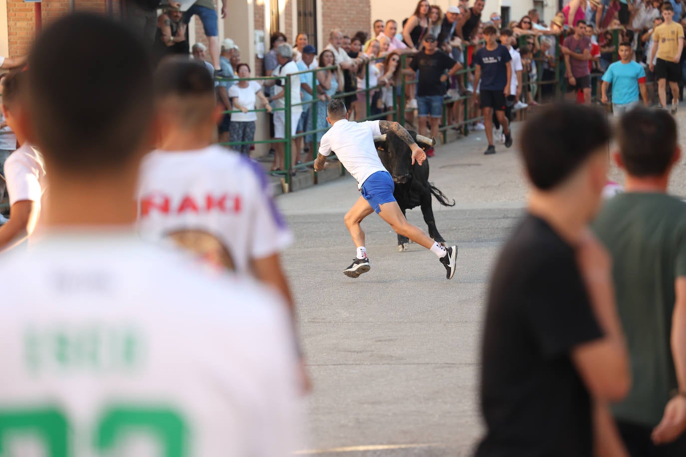 El sexto encierro de las fiestas de Santa Marina en Cigales, en imágenes