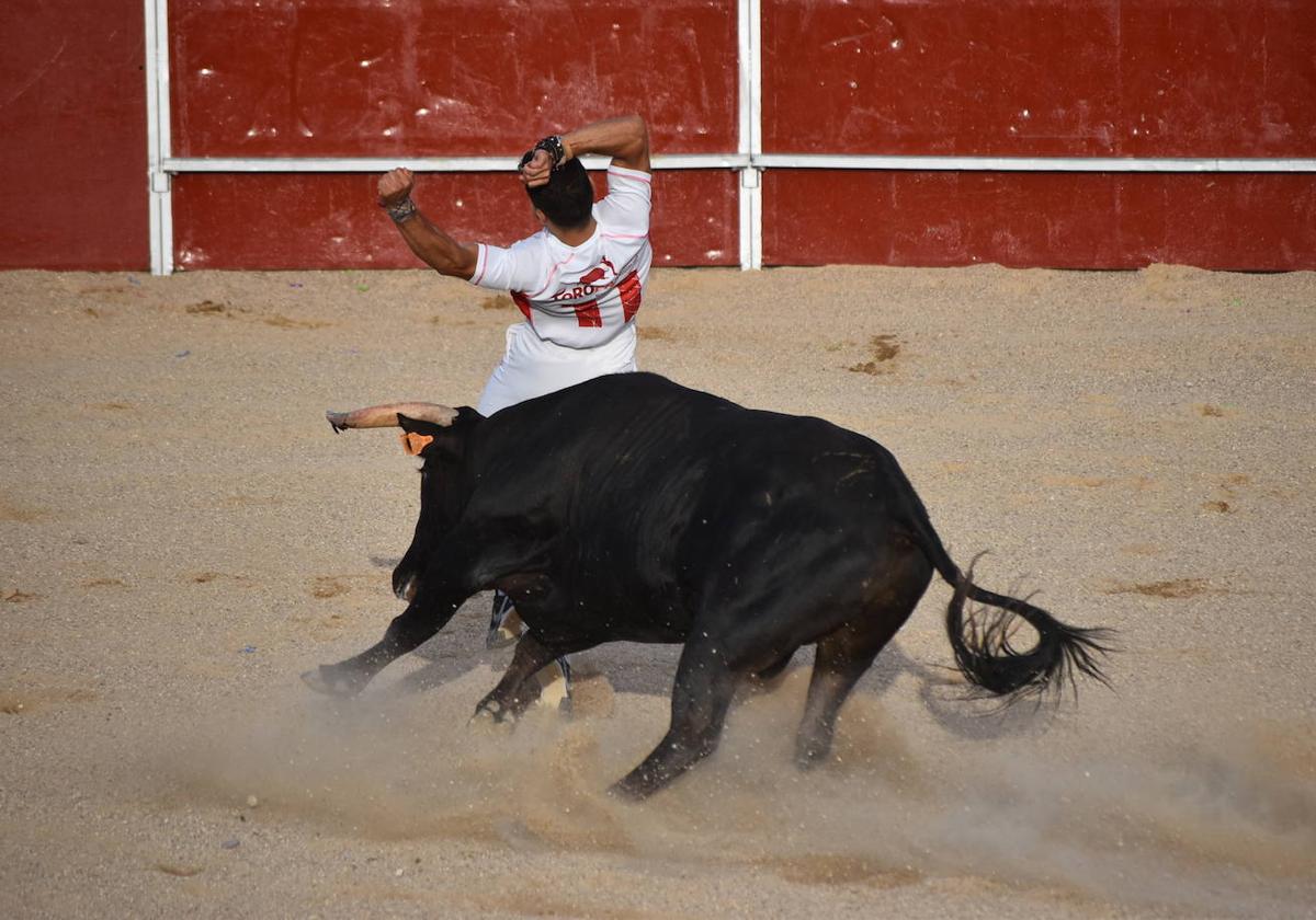 Uno de los cortes de 'El Peta' en el concurso de cortes de Cigales