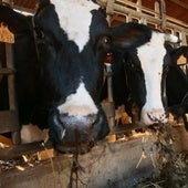 Castilla y León reconoce al veterinario autorizado para el control de enfermedades emergentes