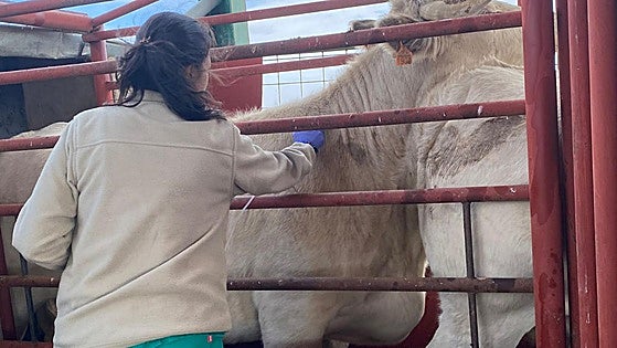 Castilla y León reconoce al veterinario autorizado para controlar enfermedades «emergentes»