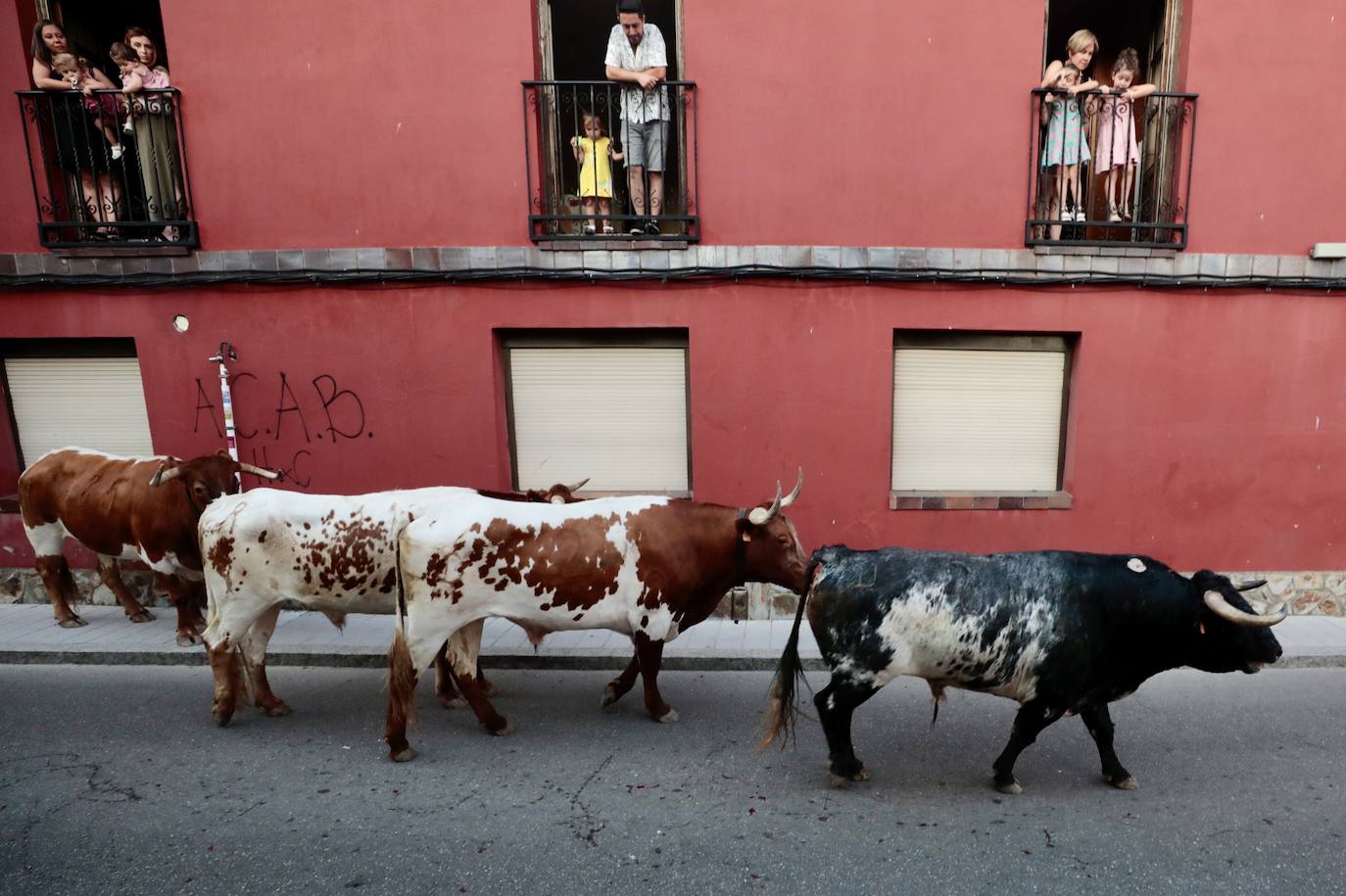 El Toro del Fogato en Tudela, en imágenes