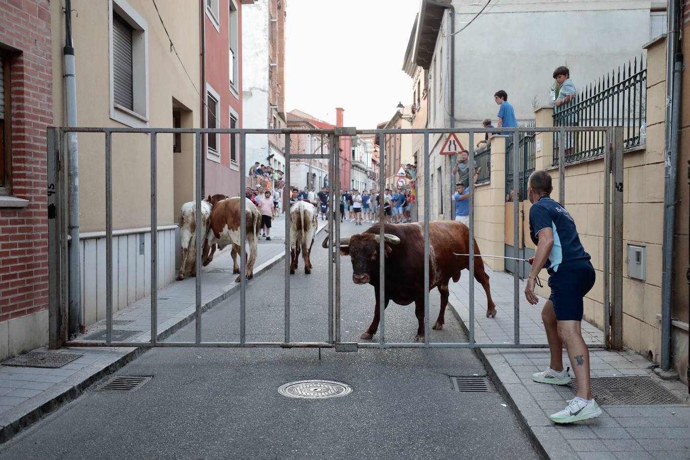 El Toro del Fogato en Tudela, en imágenes