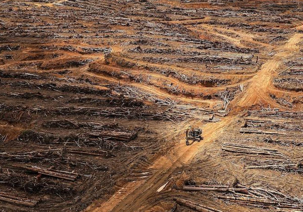 Lucha contra la deforestación