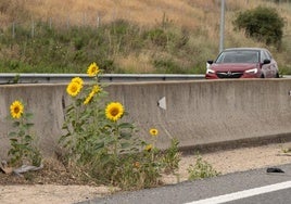 Varios girasoles en la mediana de la ronda VA-30.