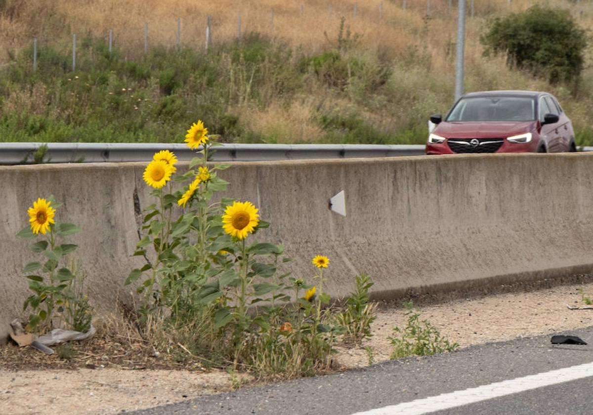 Varios girasoles en la mediana de la ronda VA-30.