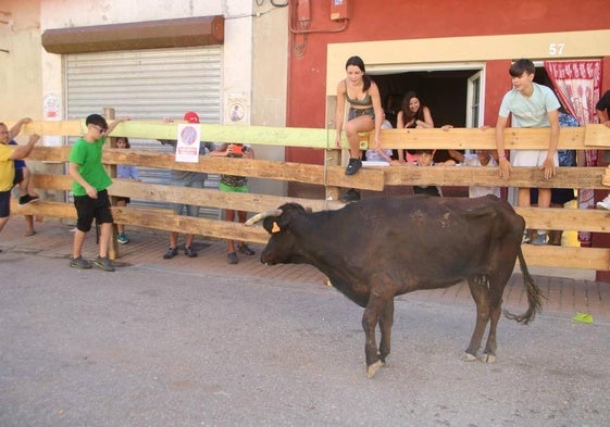 Los encierros tradicionales son uno de los grandes atractivos de las Fiestas Patronales de la Virgen y San Roque.