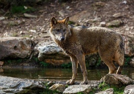 Un lobo ibérico en la provincia de Zamora.