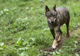 Imagen de archivo de un lobo ibérico.