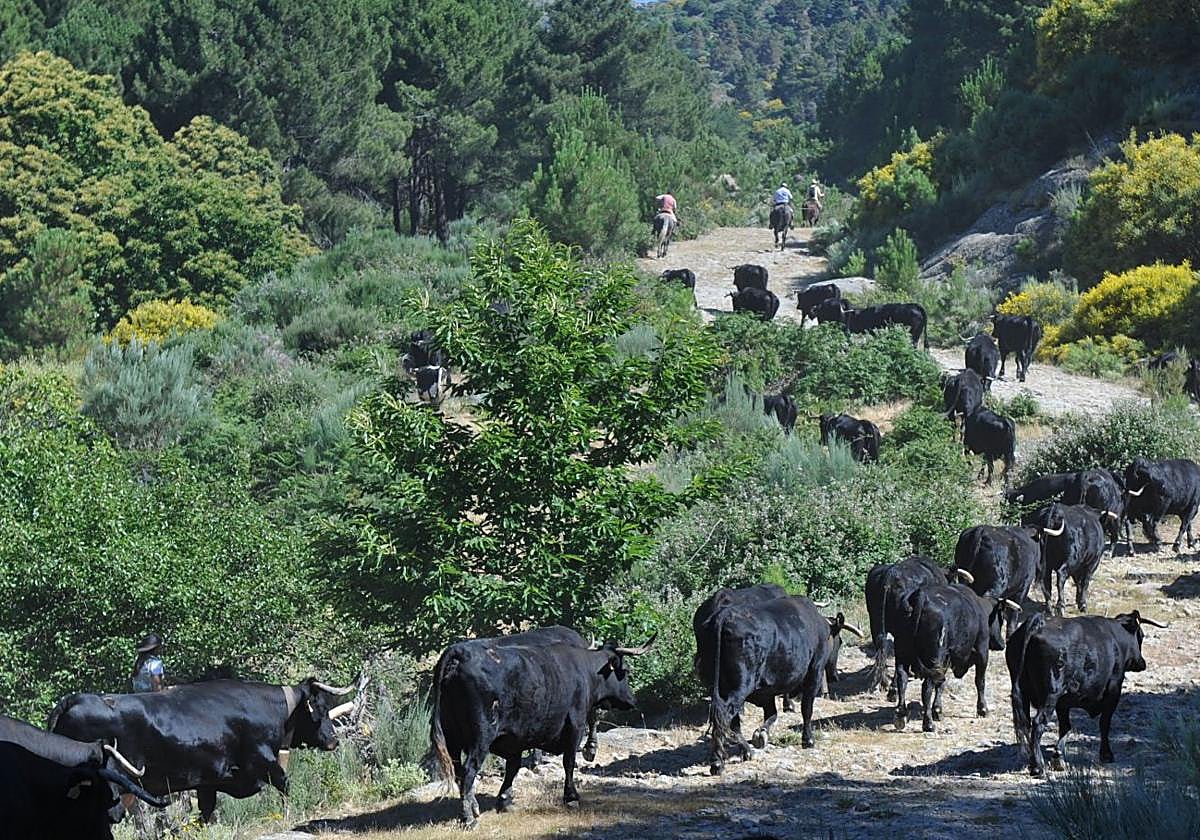 Subida de las vacas al Puerto del Pico en la Sierra de Gredos.