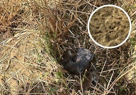 Un topillo ahogado en una alfalfa en Paredes de Nava y huras en una parcela de Mazariegos.