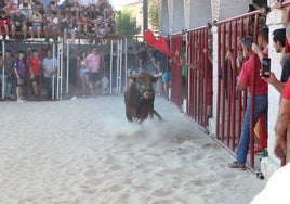 El Toro de la Peña durante el encierro en La Seca