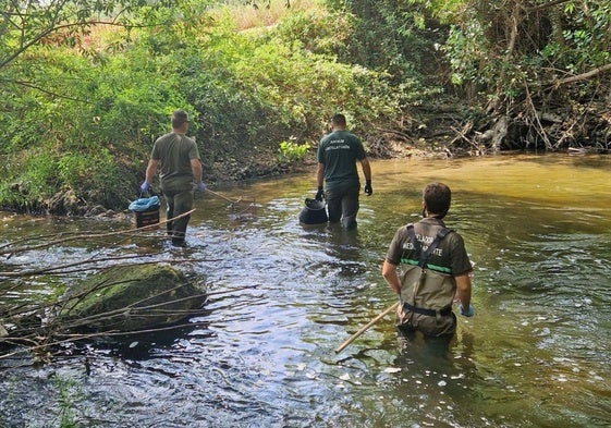 Agentes medioambientales y celadores de la Junta recorren el río en la recogida de los peces muertos.