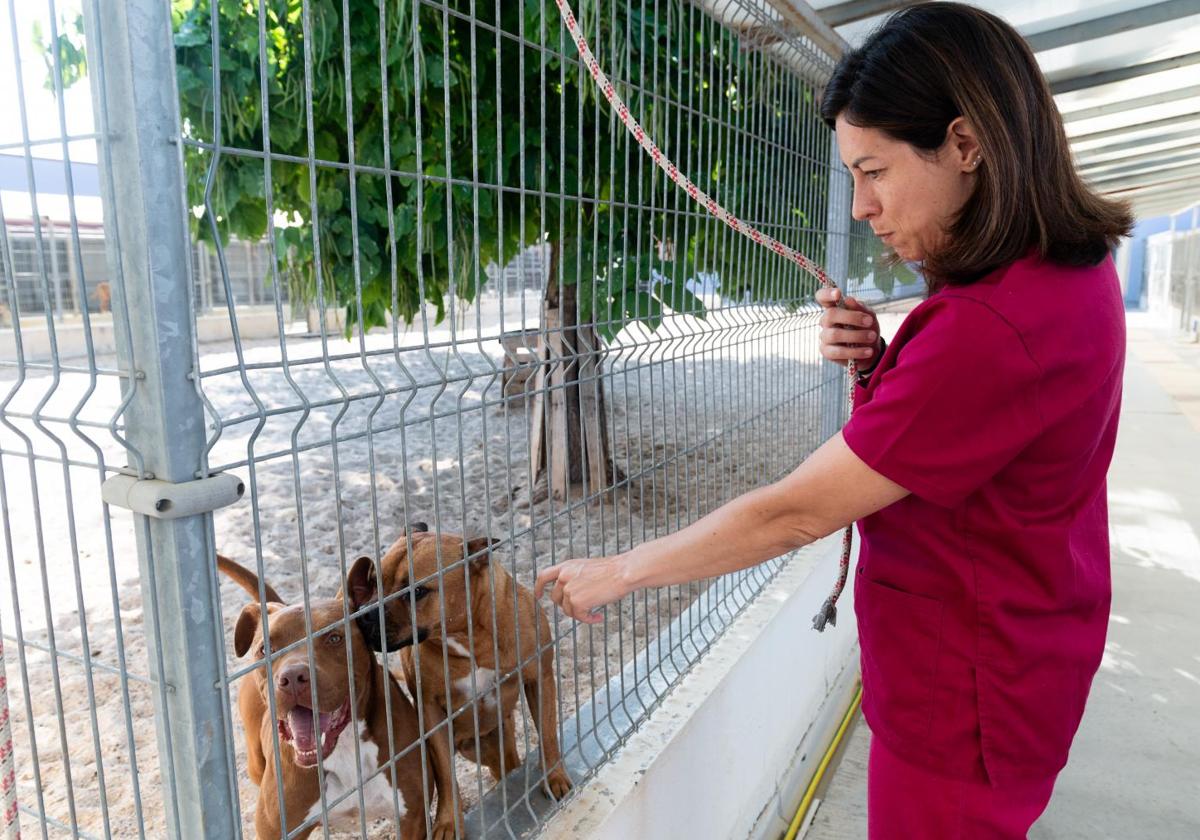 El abandono de perros satura el centro de protección animal de Valladolid