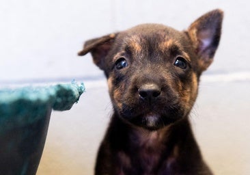 Cachorro abandonado «solo y asustado» busca dueño en Valladolid