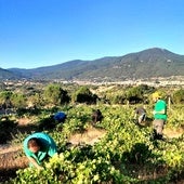 Las altas temperaturas precipitan el inicio de la vendimia en Cebreros