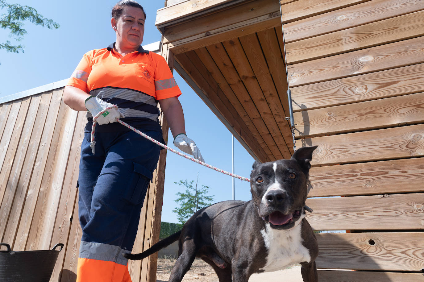 El centro de protección animal de Valladolid, saturado en verano