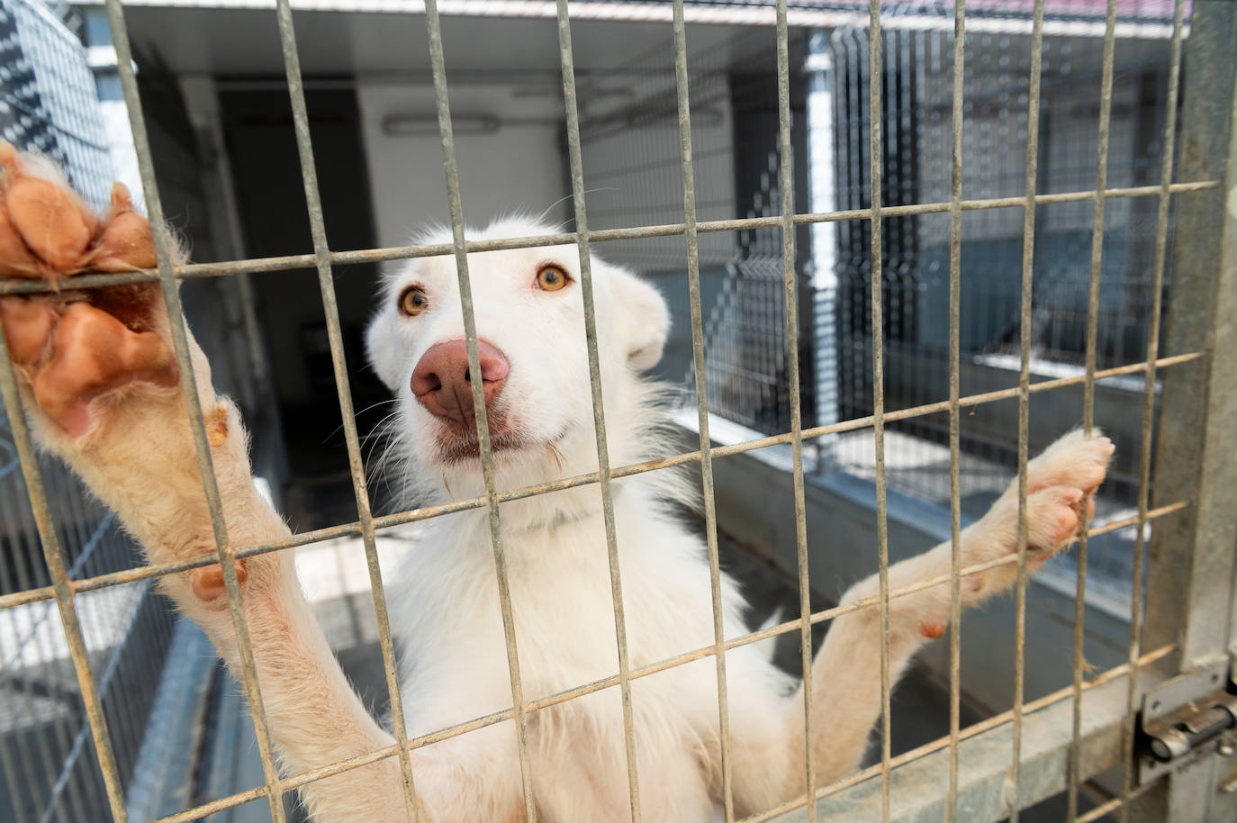 El centro de protección animal de Valladolid, saturado en verano