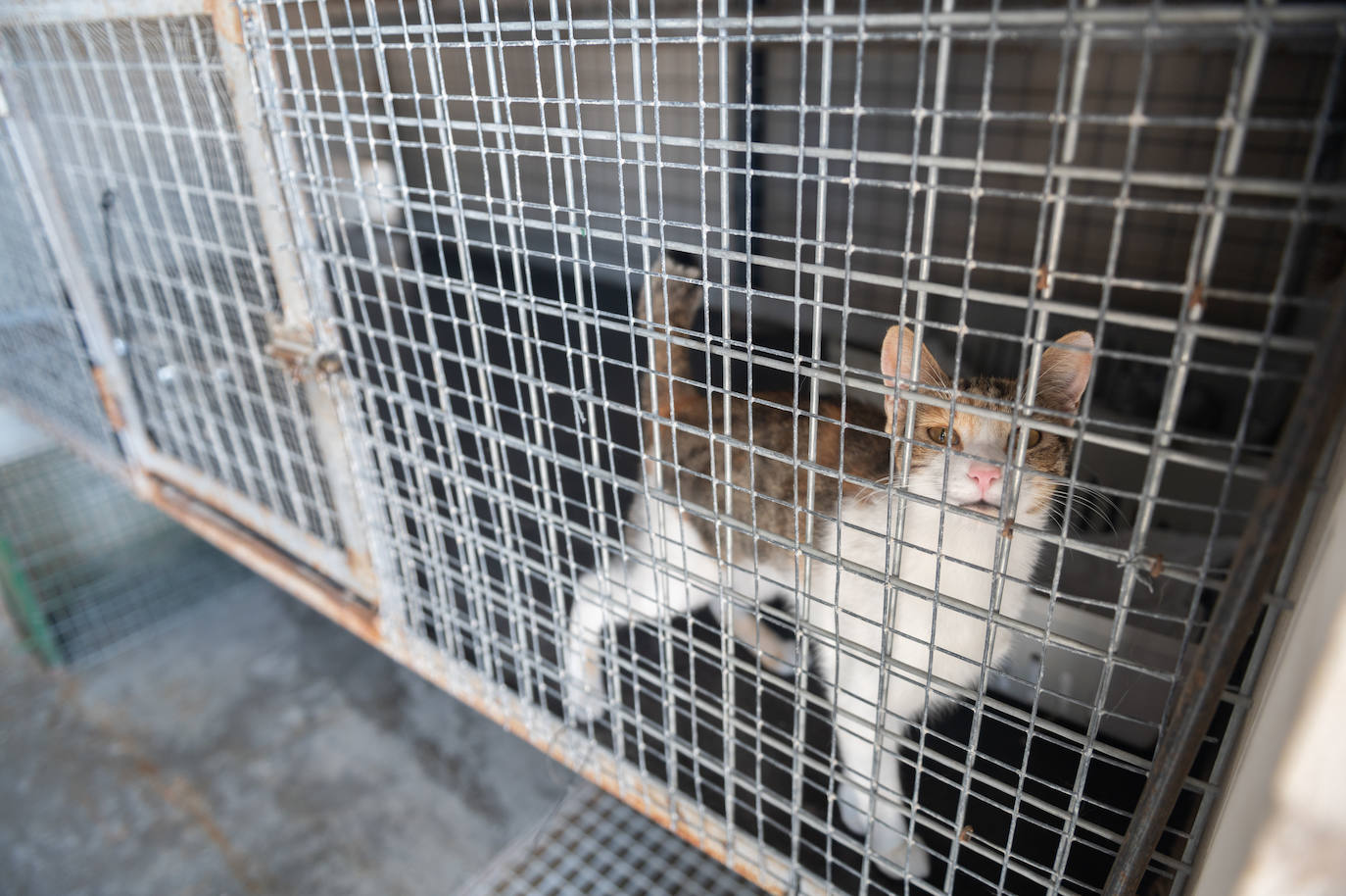 El centro de protección animal de Valladolid, saturado en verano