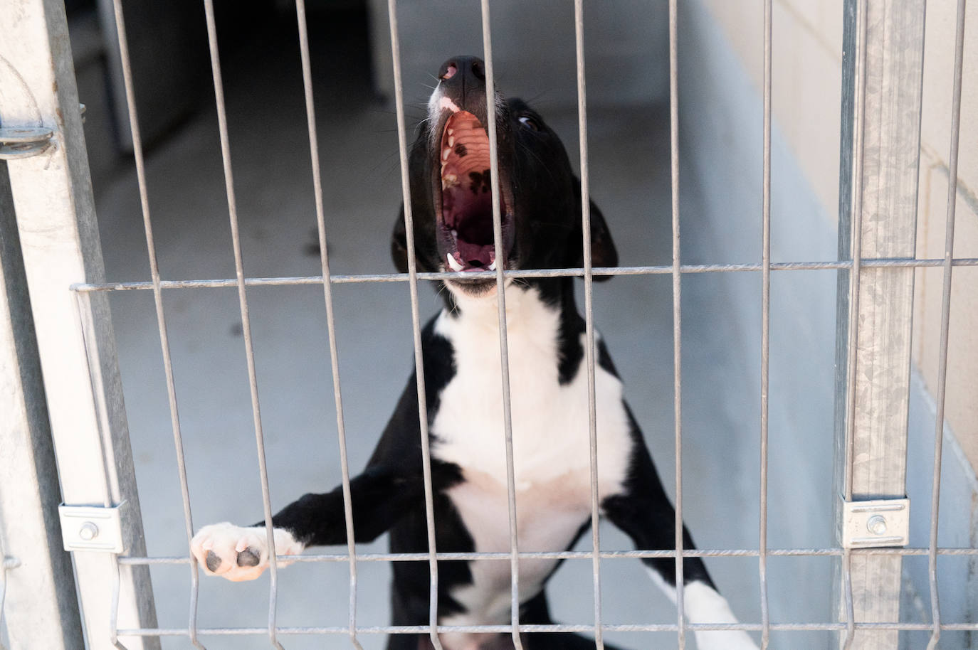 El centro de protección animal de Valladolid, saturado en verano