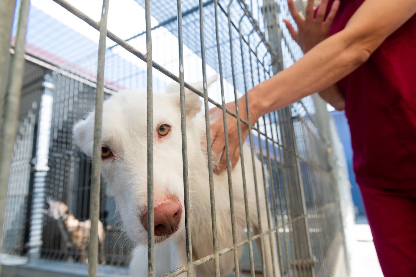 El centro de protección animal de Valladolid, saturado en verano