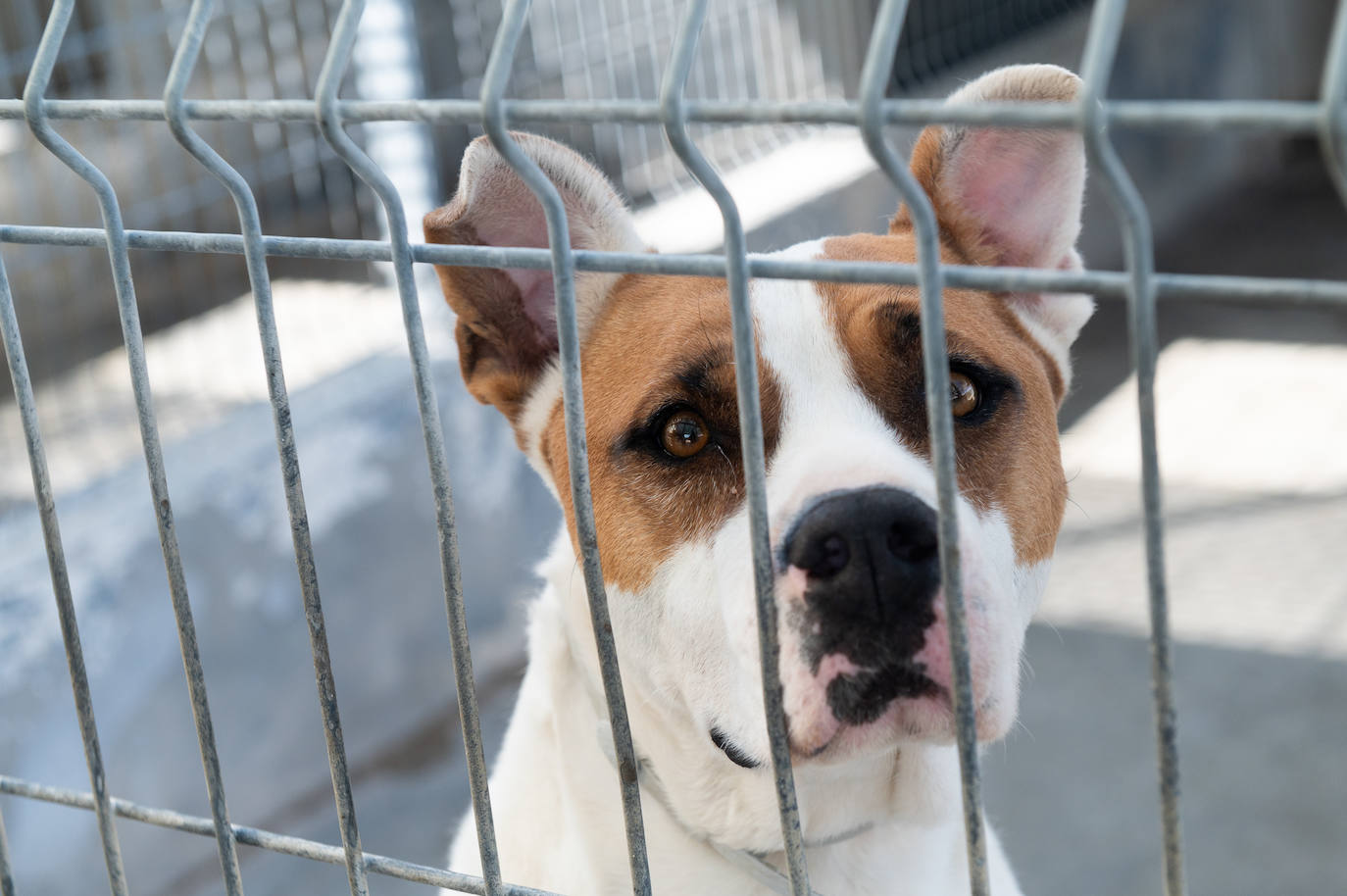 El centro de protección animal de Valladolid, saturado en verano