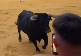 Un joven graba al novillo instantes antes de saltar al callejón.