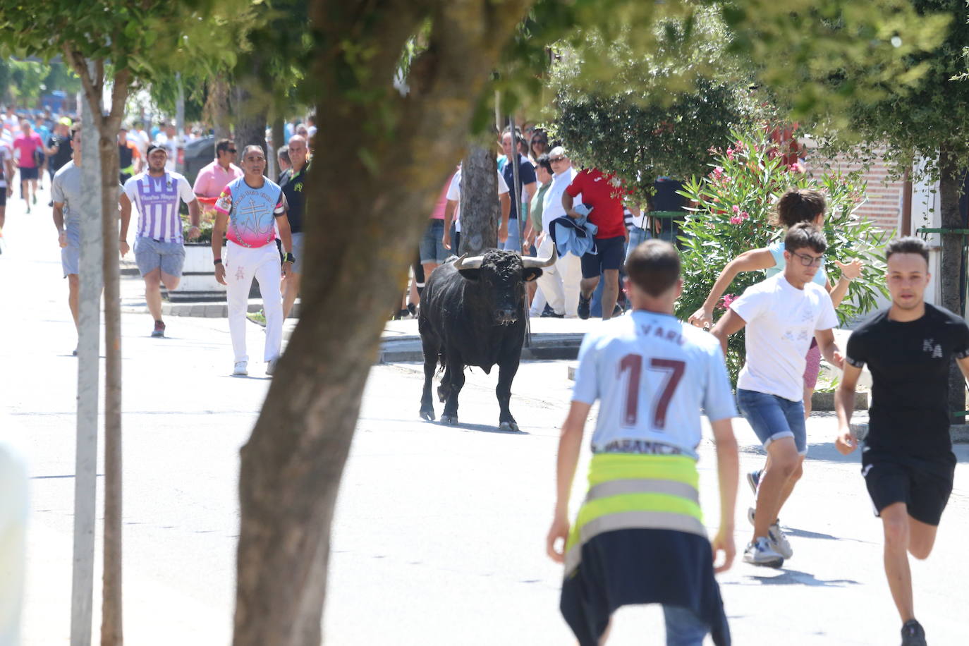 Las imágenes del toro de cajón en La Seca