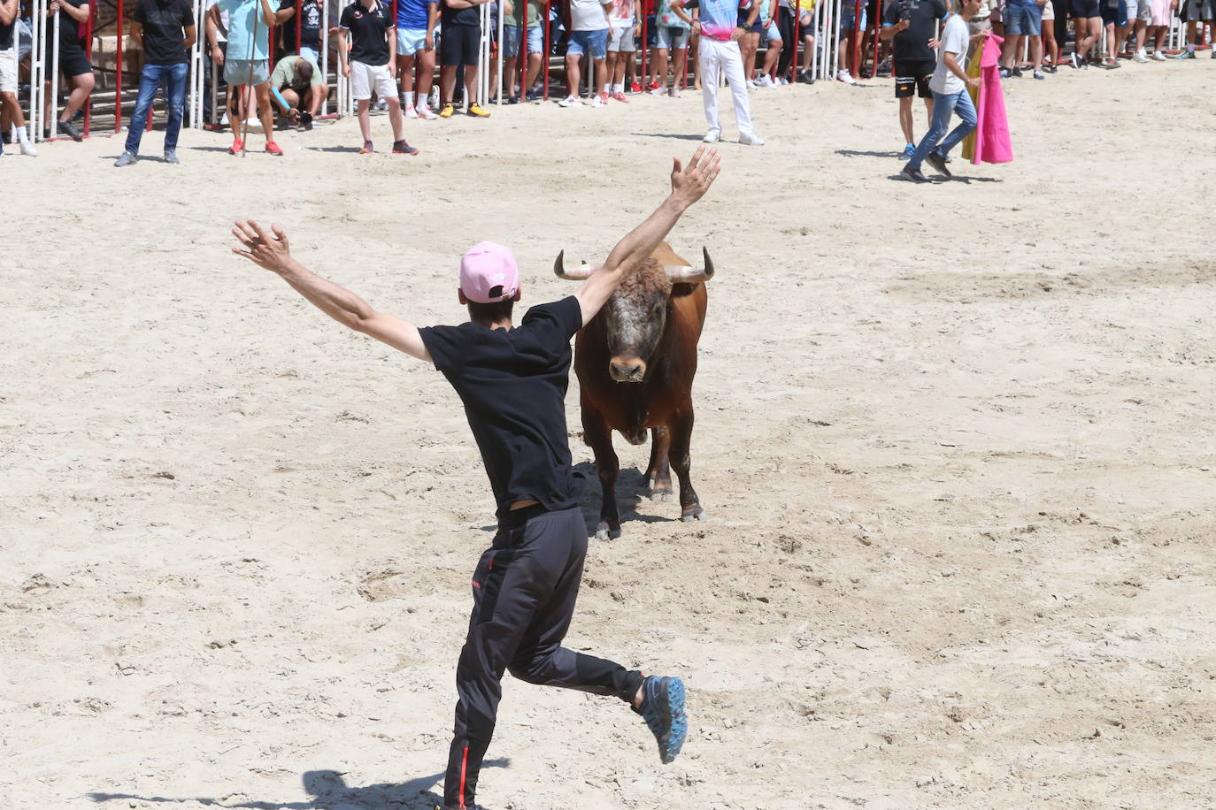 Las imágenes del toro de cajón en La Seca