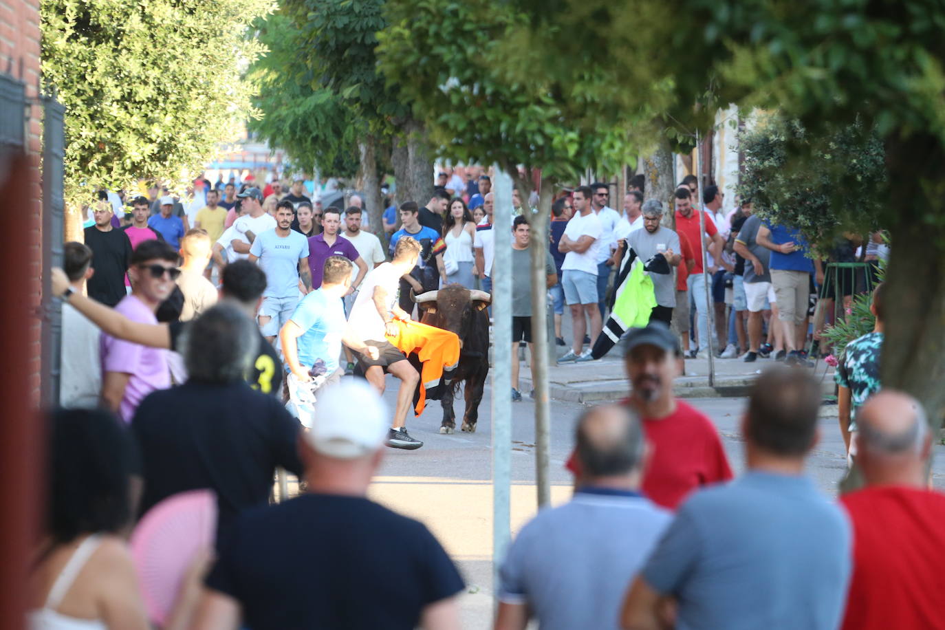 Las imágenes del encierro celebrado en La Seca este domingo, 4 de agosto