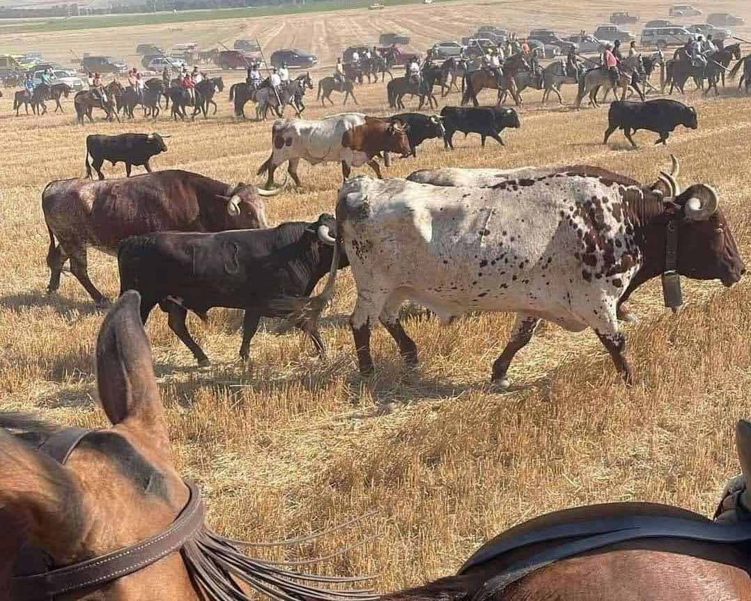 El encierro campero en Íscar, en imágenes
