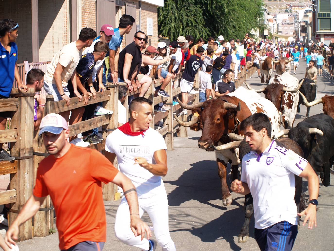 El encierro campero en Íscar, en imágenes