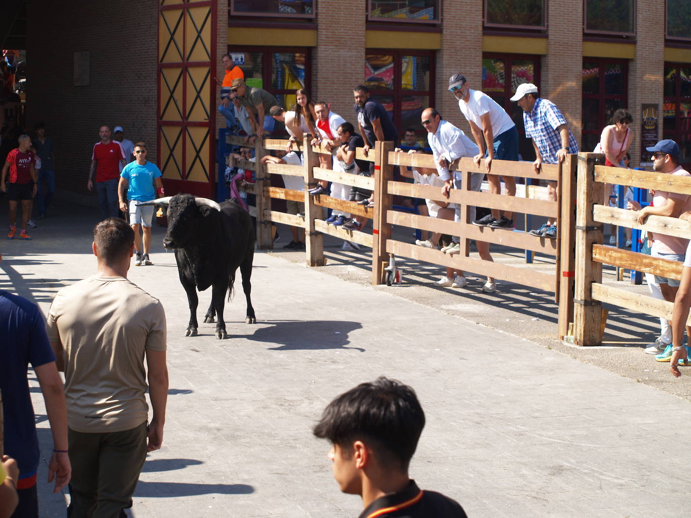 El encierro campero en Íscar, en imágenes