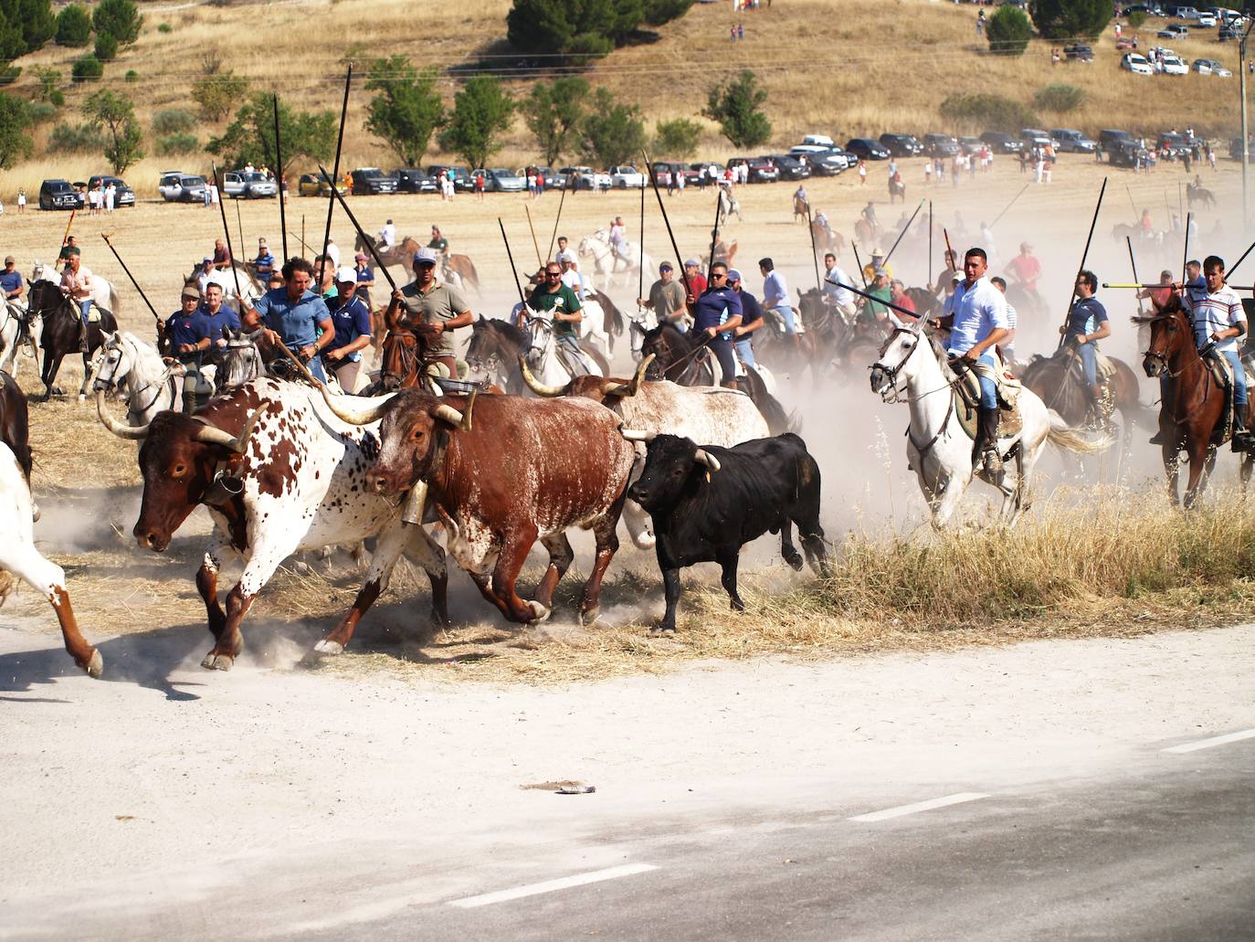 El encierro campero en Íscar, en imágenes